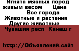 Ягнята мясных пород живым весом.  › Цена ­ 125 - Все города Животные и растения » Другие животные   . Чувашия респ.,Канаш г.